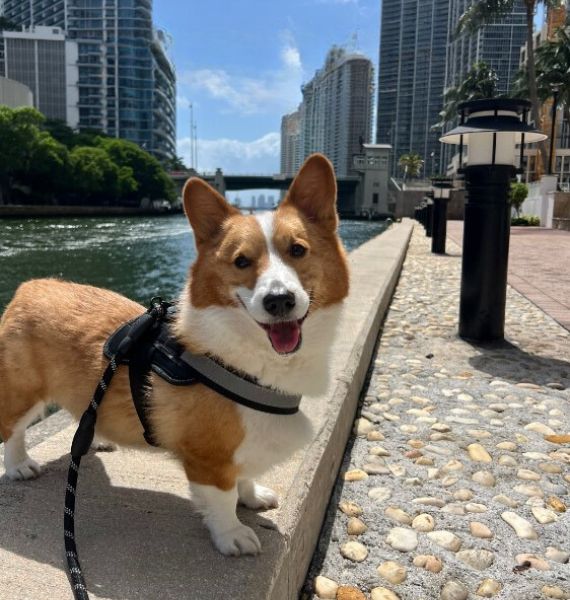 smiling corgi standing by the river