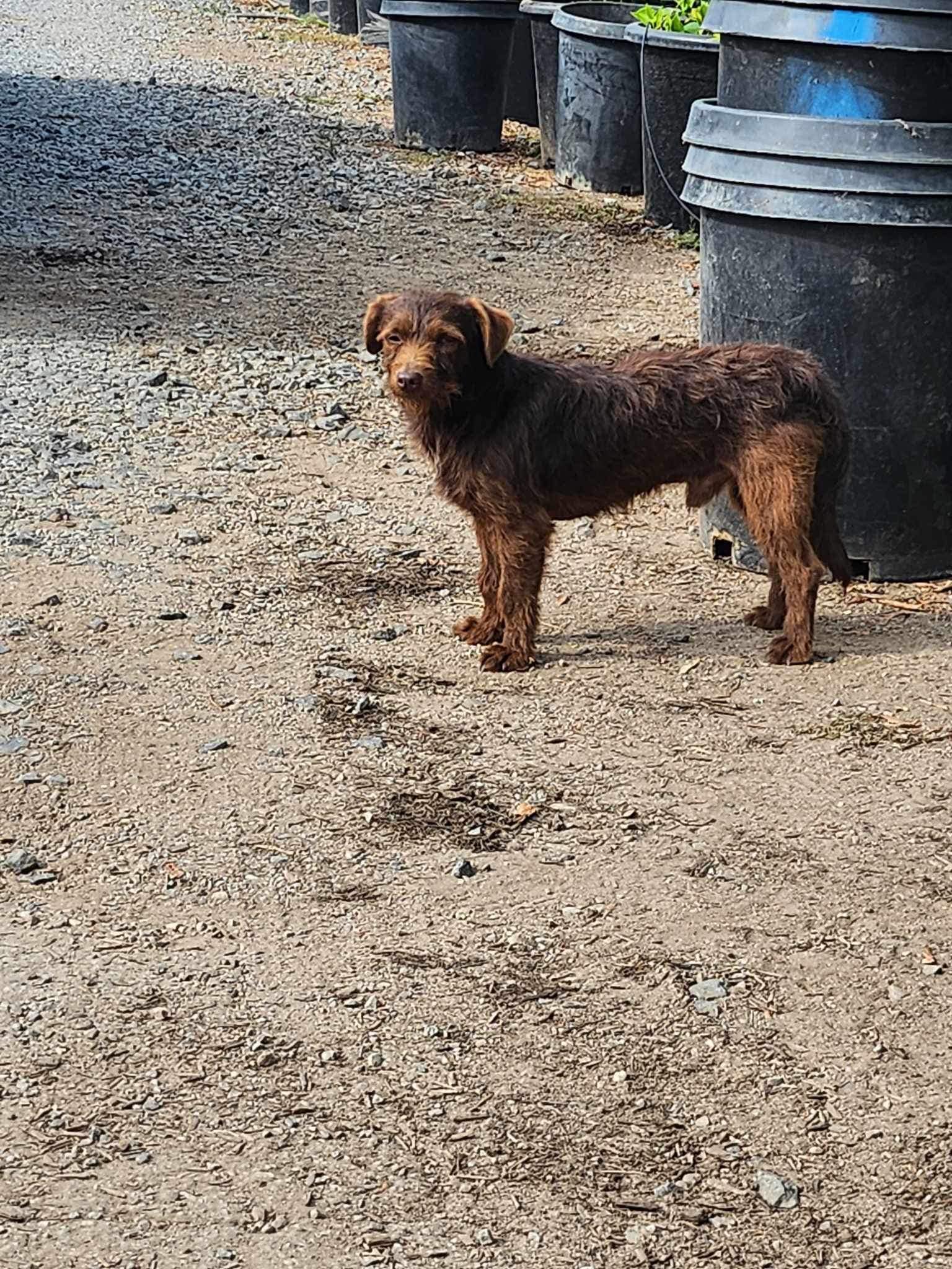 stray brown dog