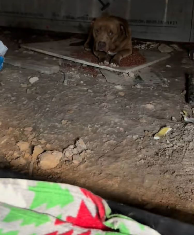 stray dog laying down