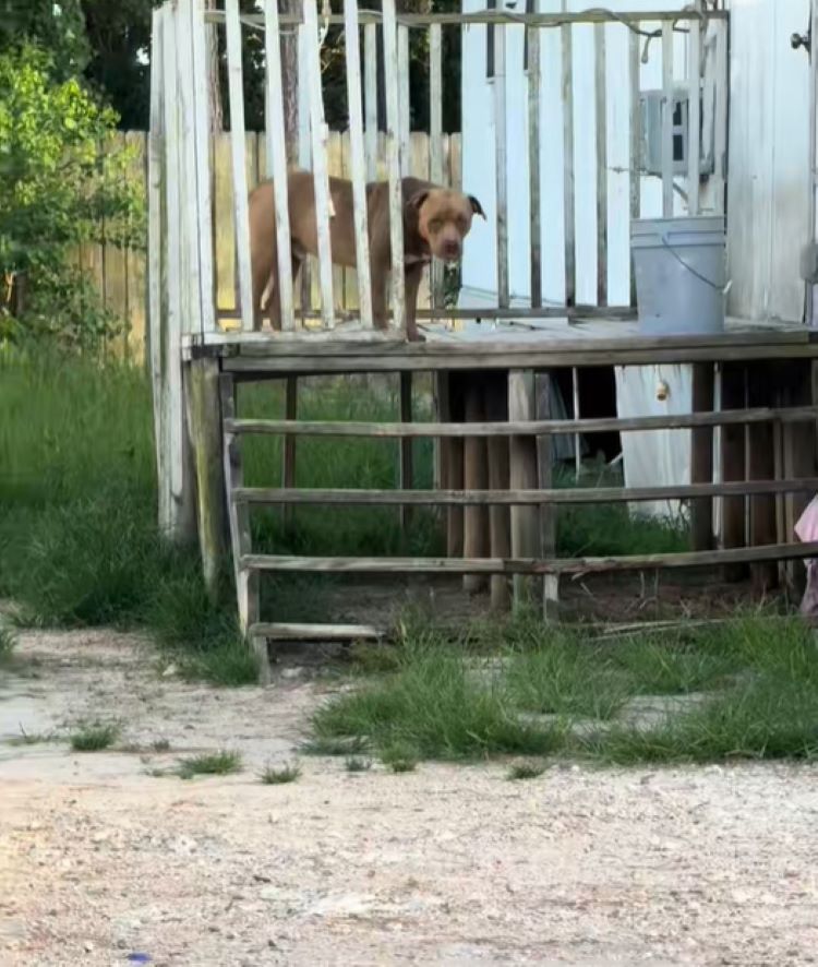 stray dog on porch