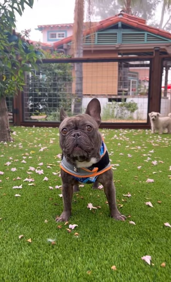 sweet black dog in garden