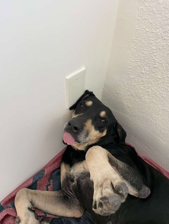 sweet black dog in house