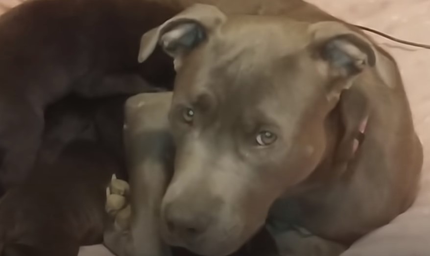 sweet black mother dog