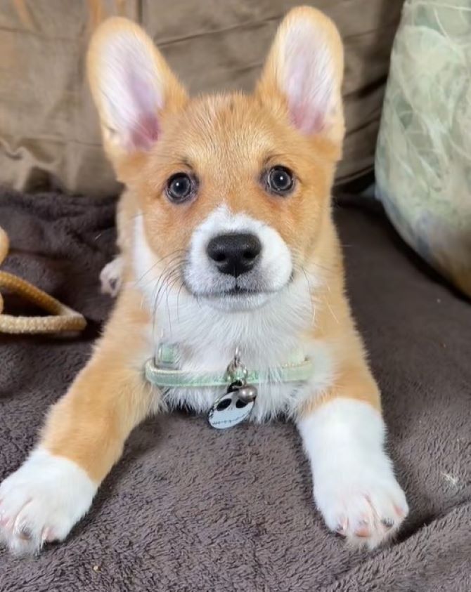 sweet corgi