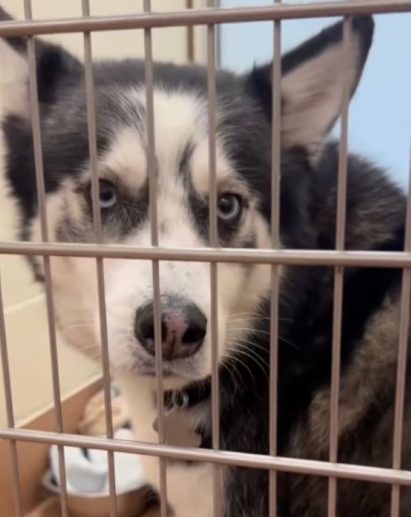 sweet dog in kennel