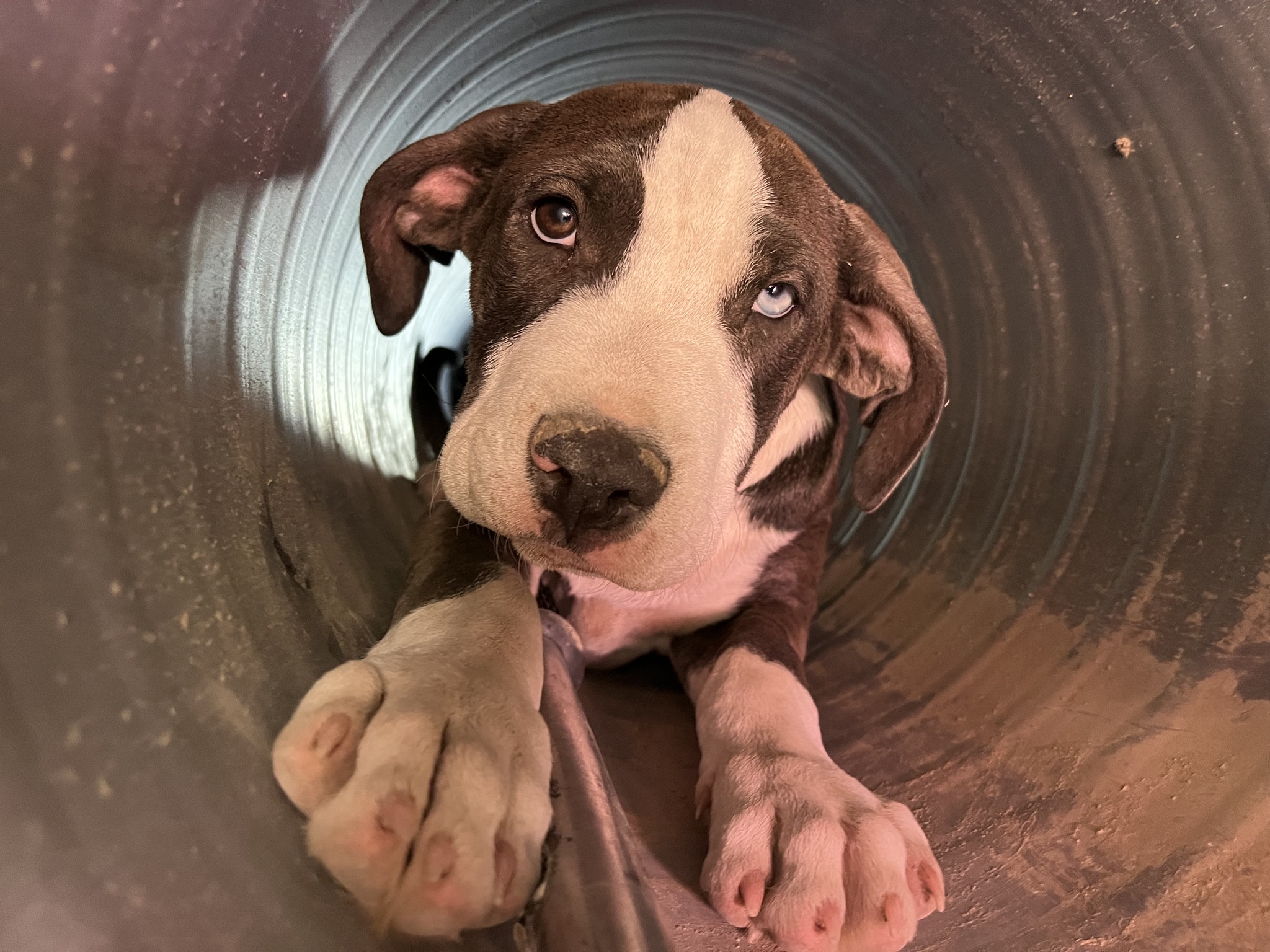 sweet dog in pipe
