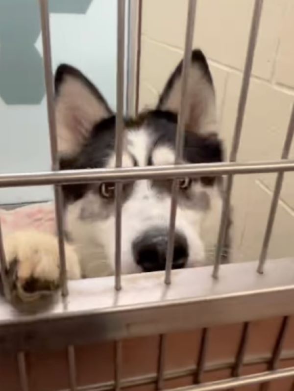 sweet dog in shelter