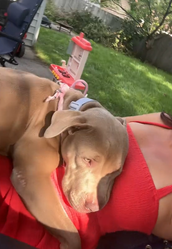 sweet dog laying down