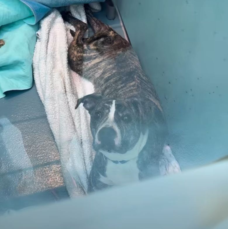 sweet dog laying down