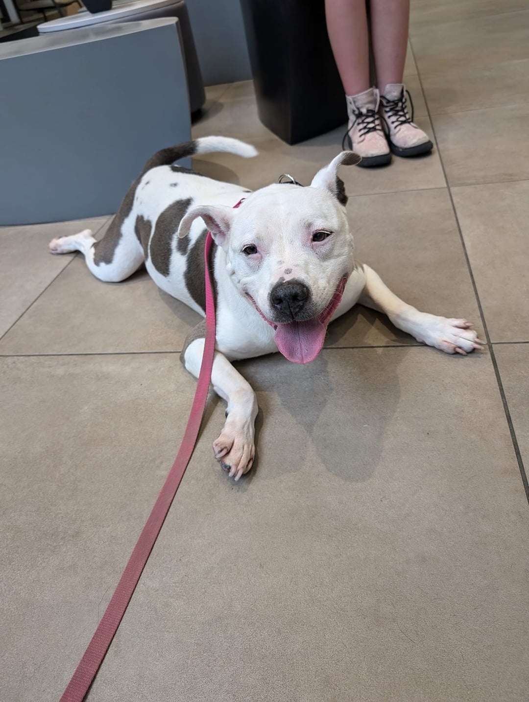 sweet dog laying on ground