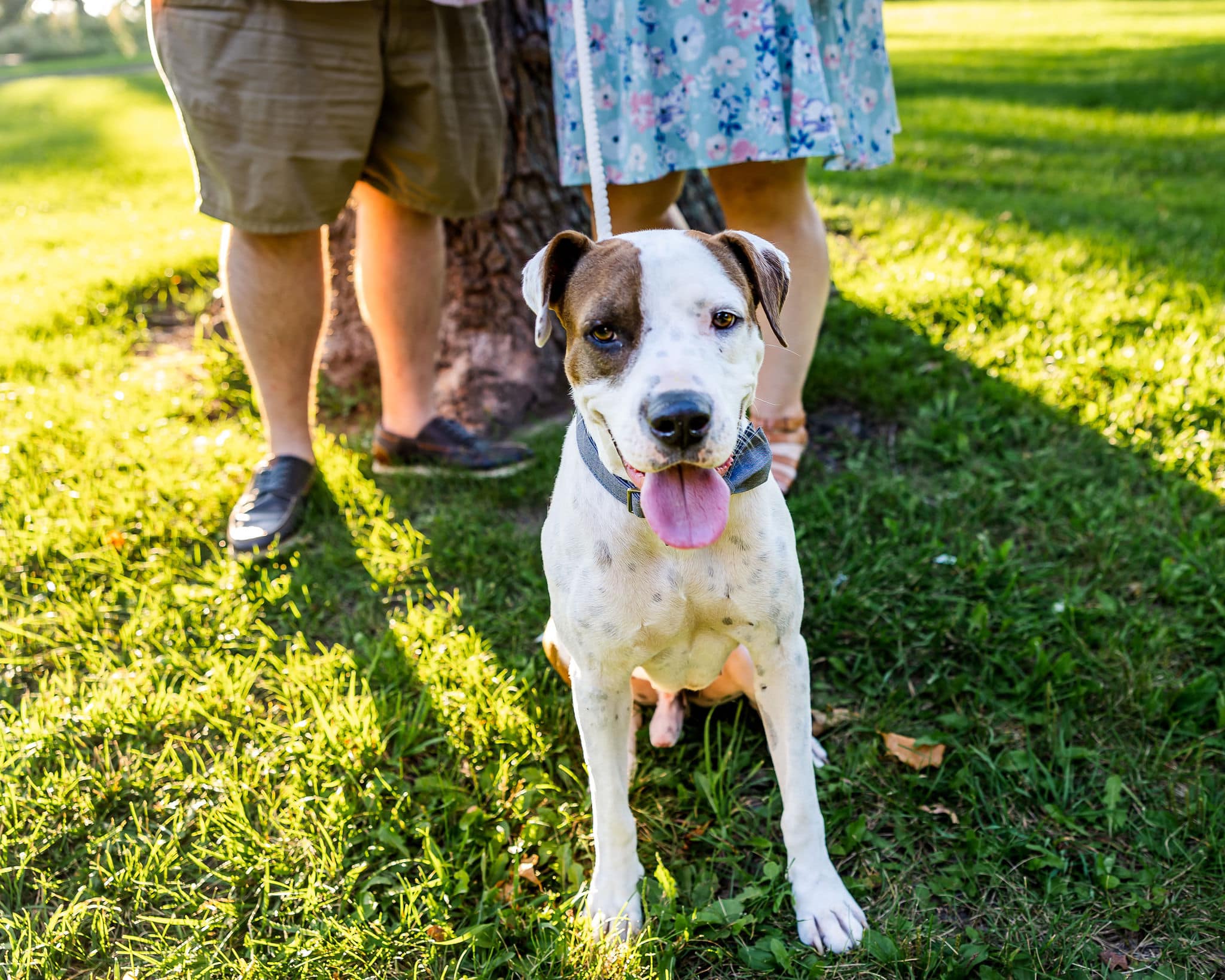 sweet dog on leash sitting in park