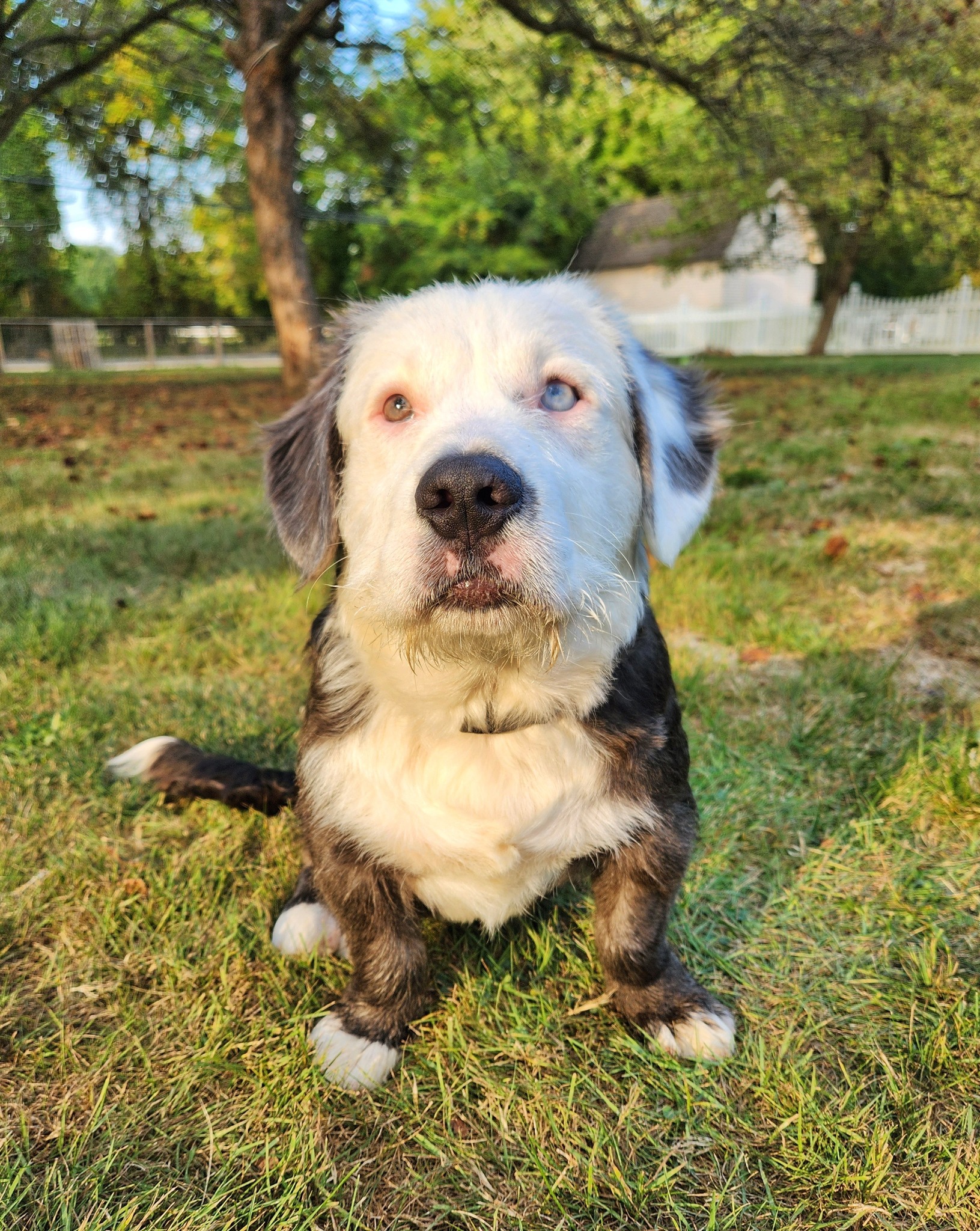 sweet dog sitting down