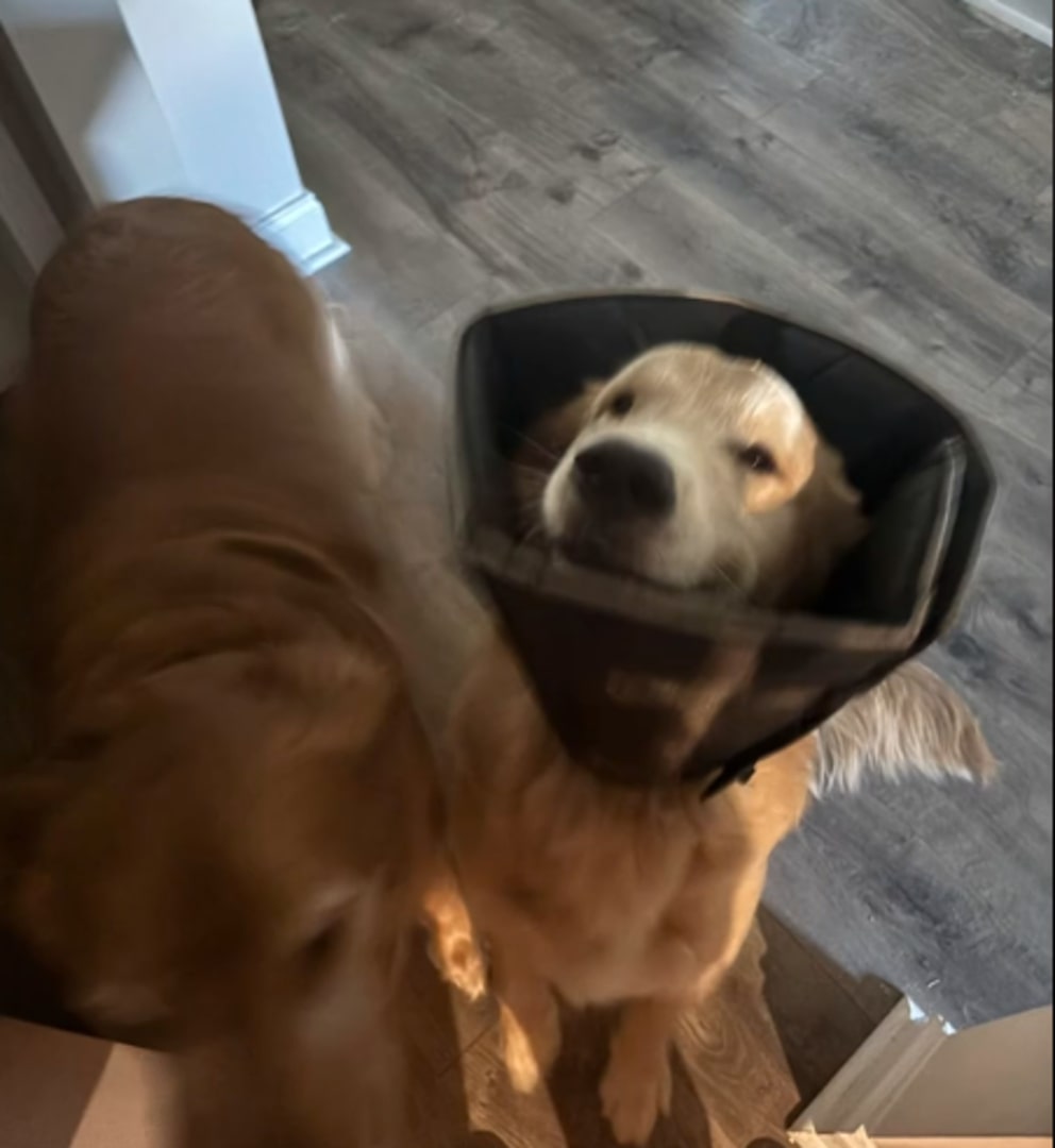 sweet golden retrievers