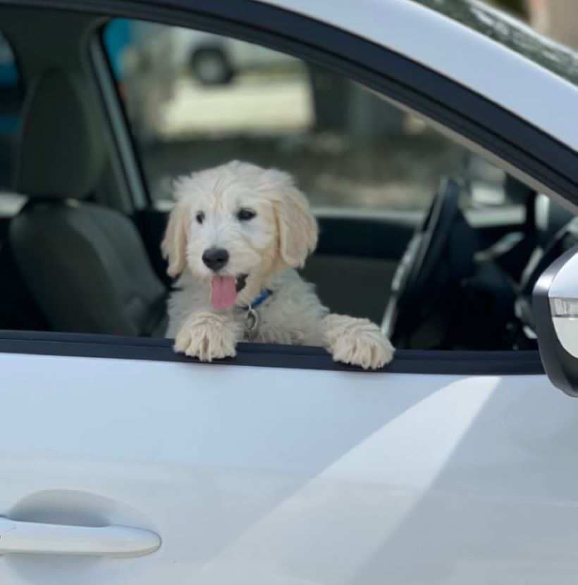 sweet white dog in car
