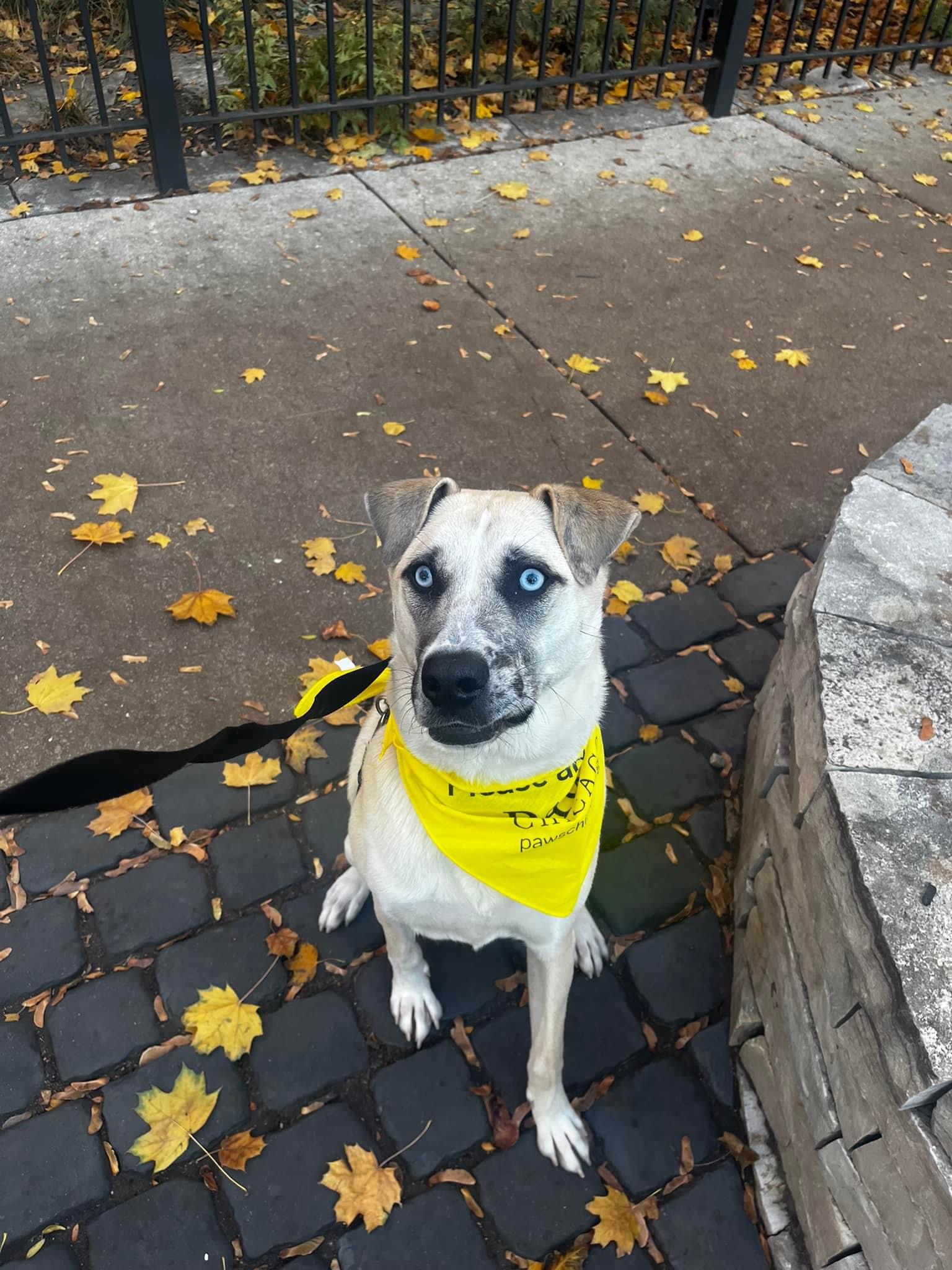 sweet white dog on street