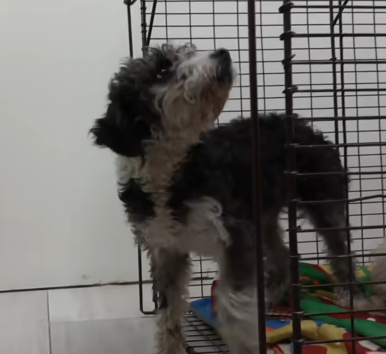 the dog comes out of the cage