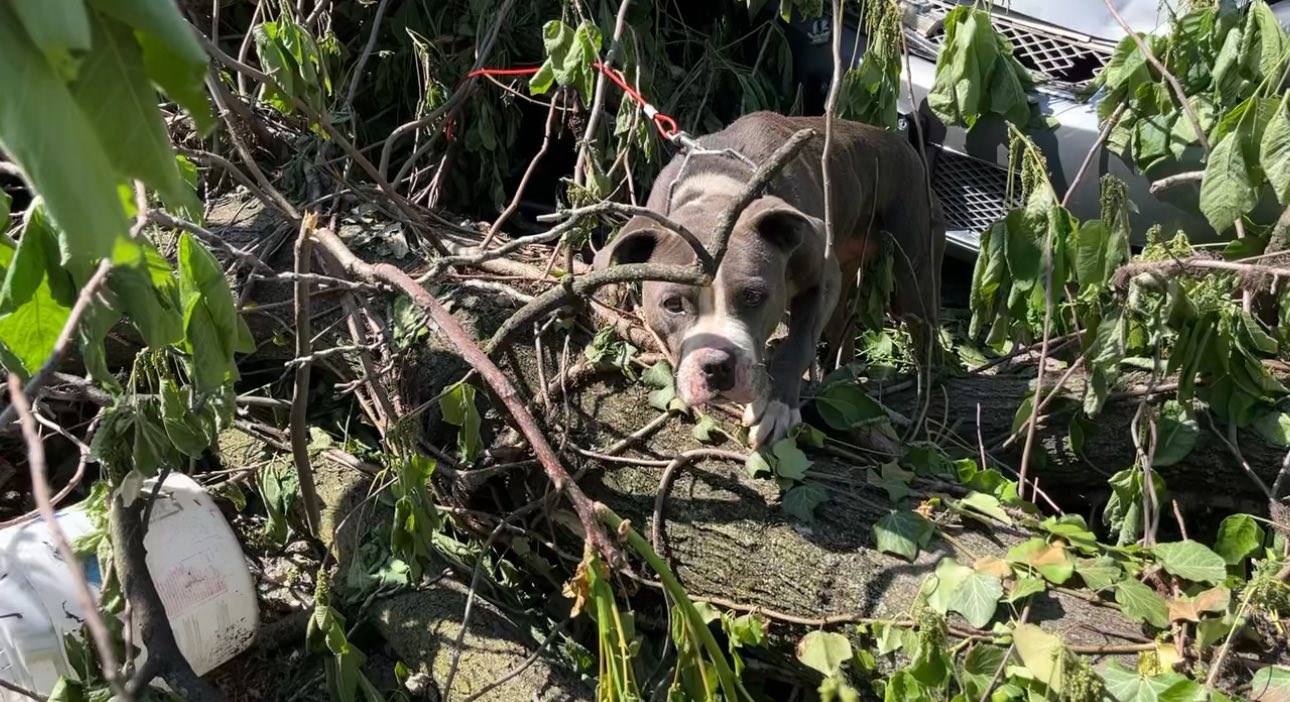 the dog crawls under the branches