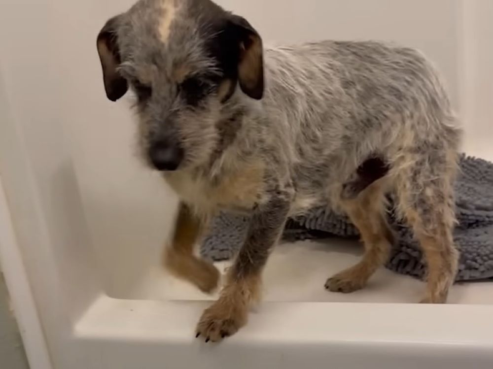 the dog gets out of the bathtub