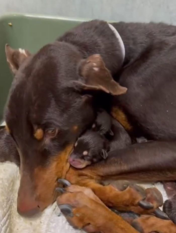 the dog hugged the puppies