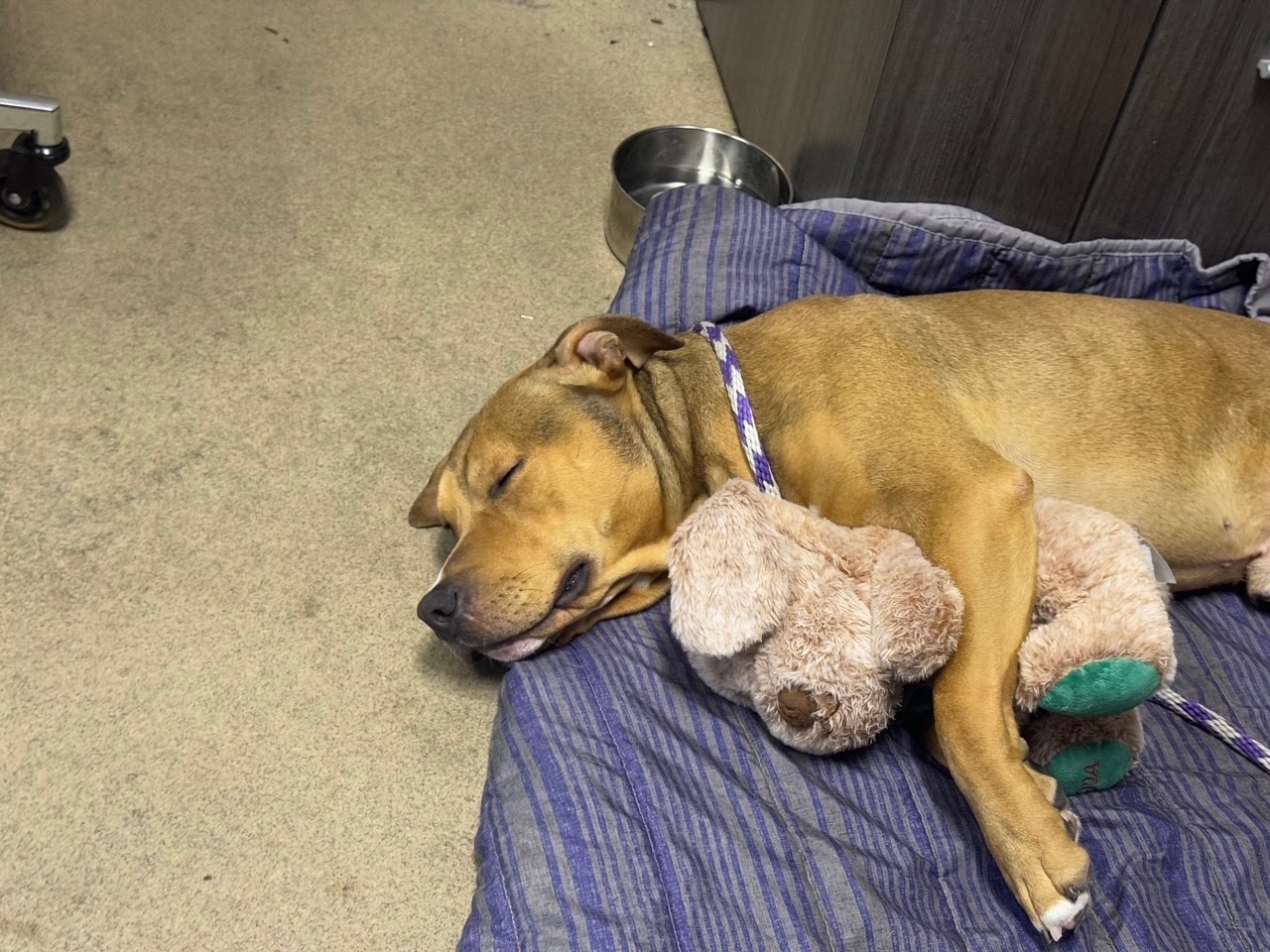 the dog hugged the teddy bear and is sleeping