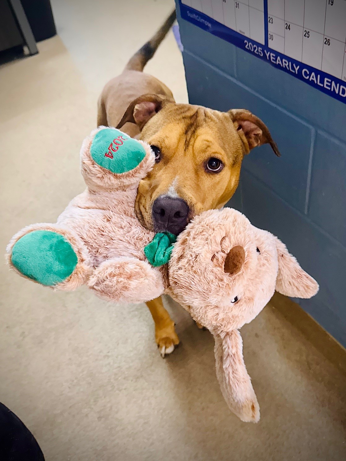 the dog is holding a teddy bear in its mouth