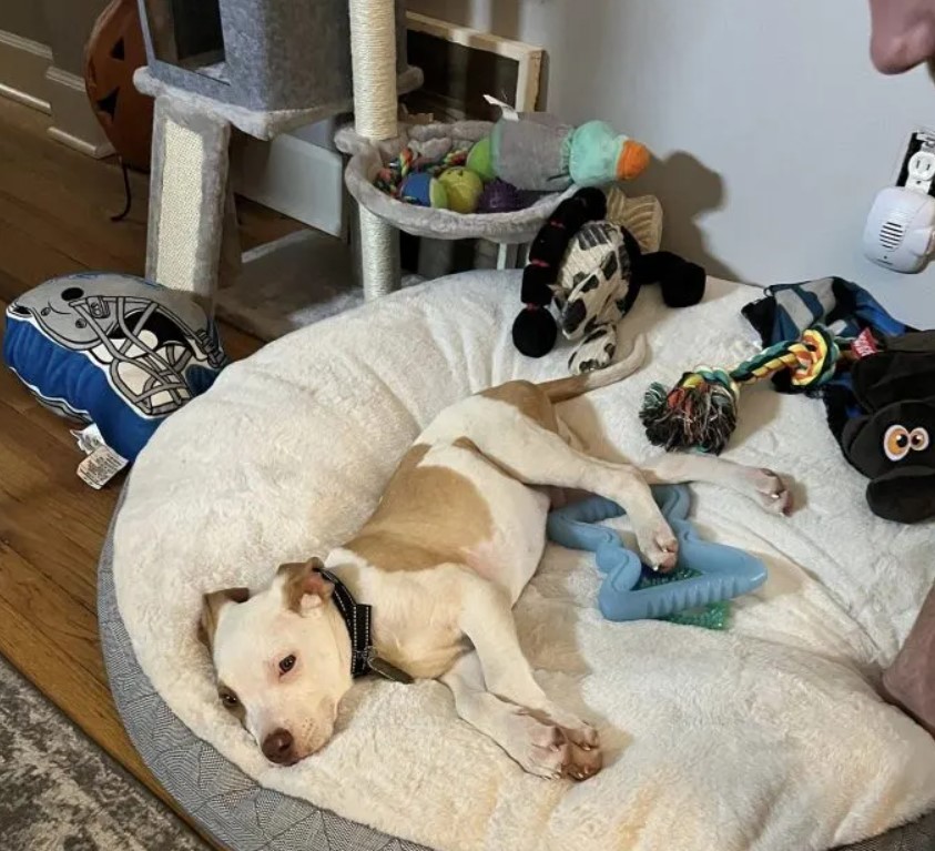 the dog is lying and resting on a pillow