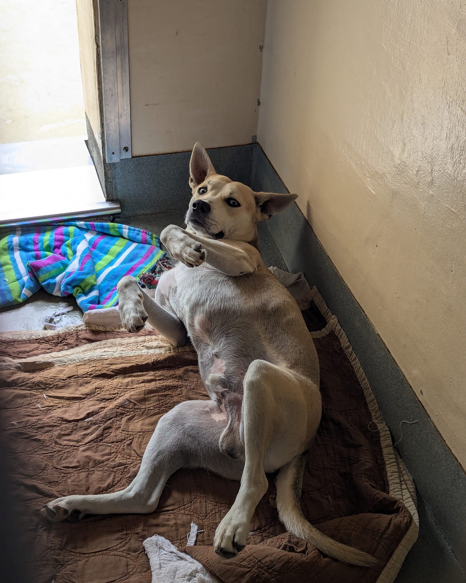 the dog is lying on its back