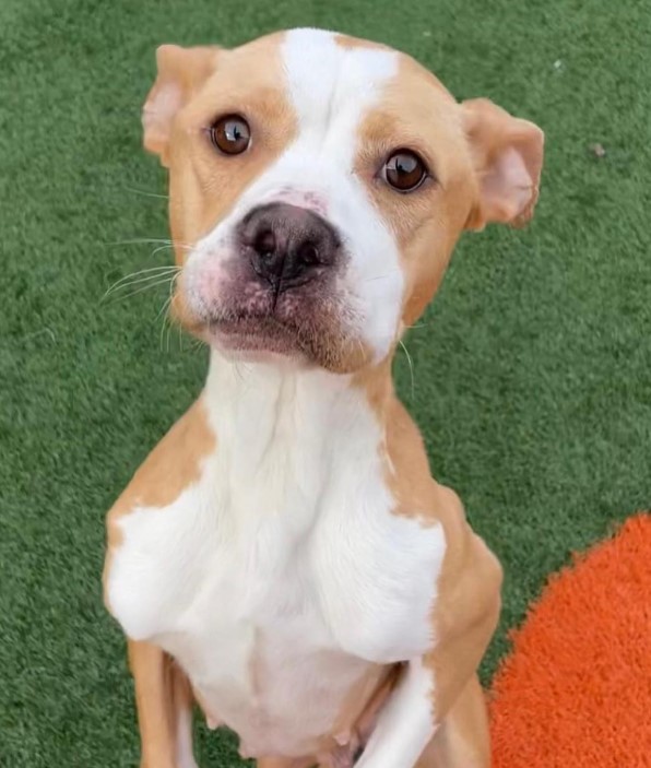 the dog is sitting on its hind legs