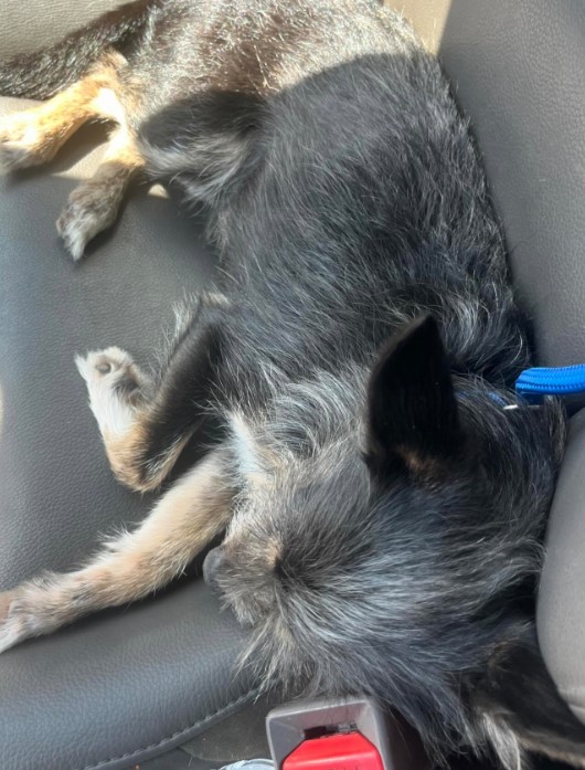 the dog is sleeping on the car seat