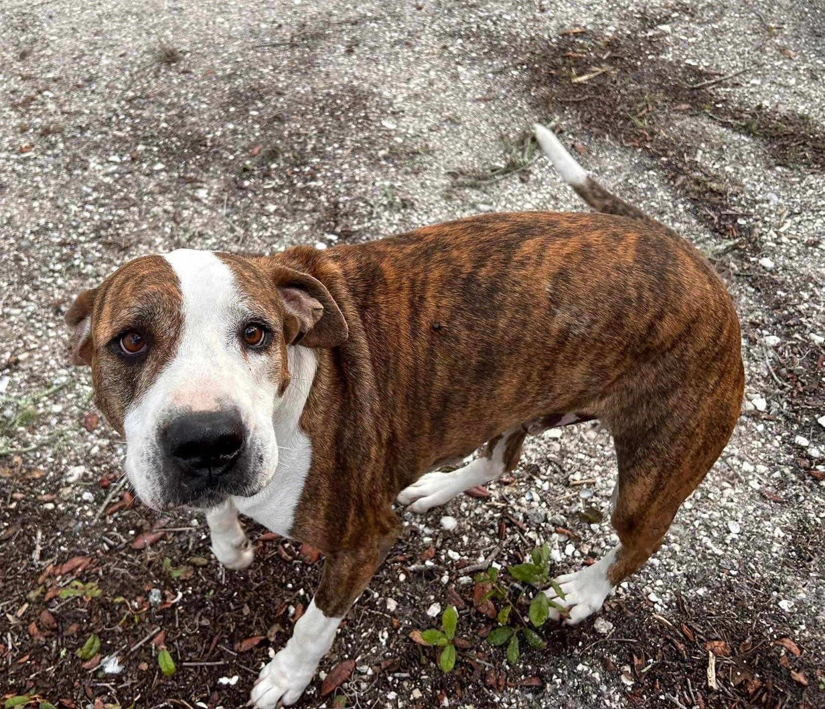 the dog is standing and looking at the camera