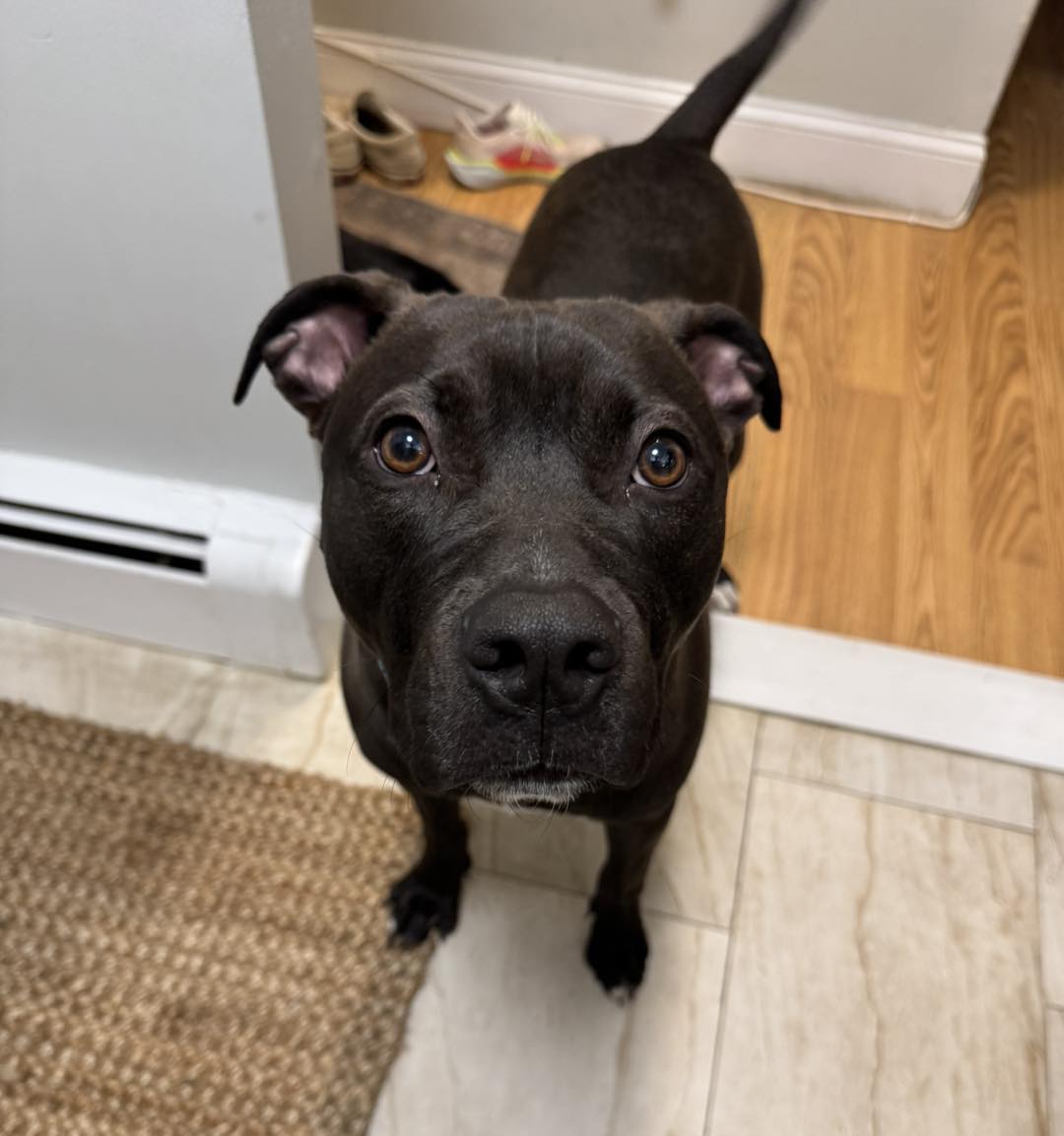 the dog is standing and looking at the camera