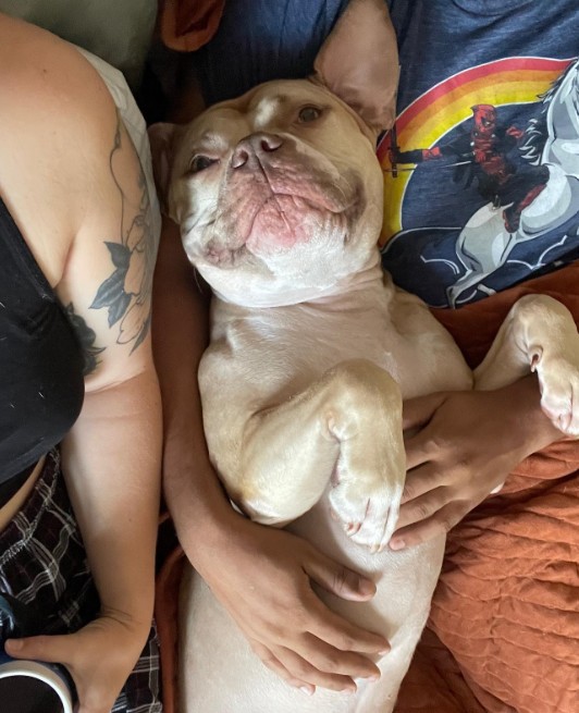 the dog lies on its back between a man and a woman