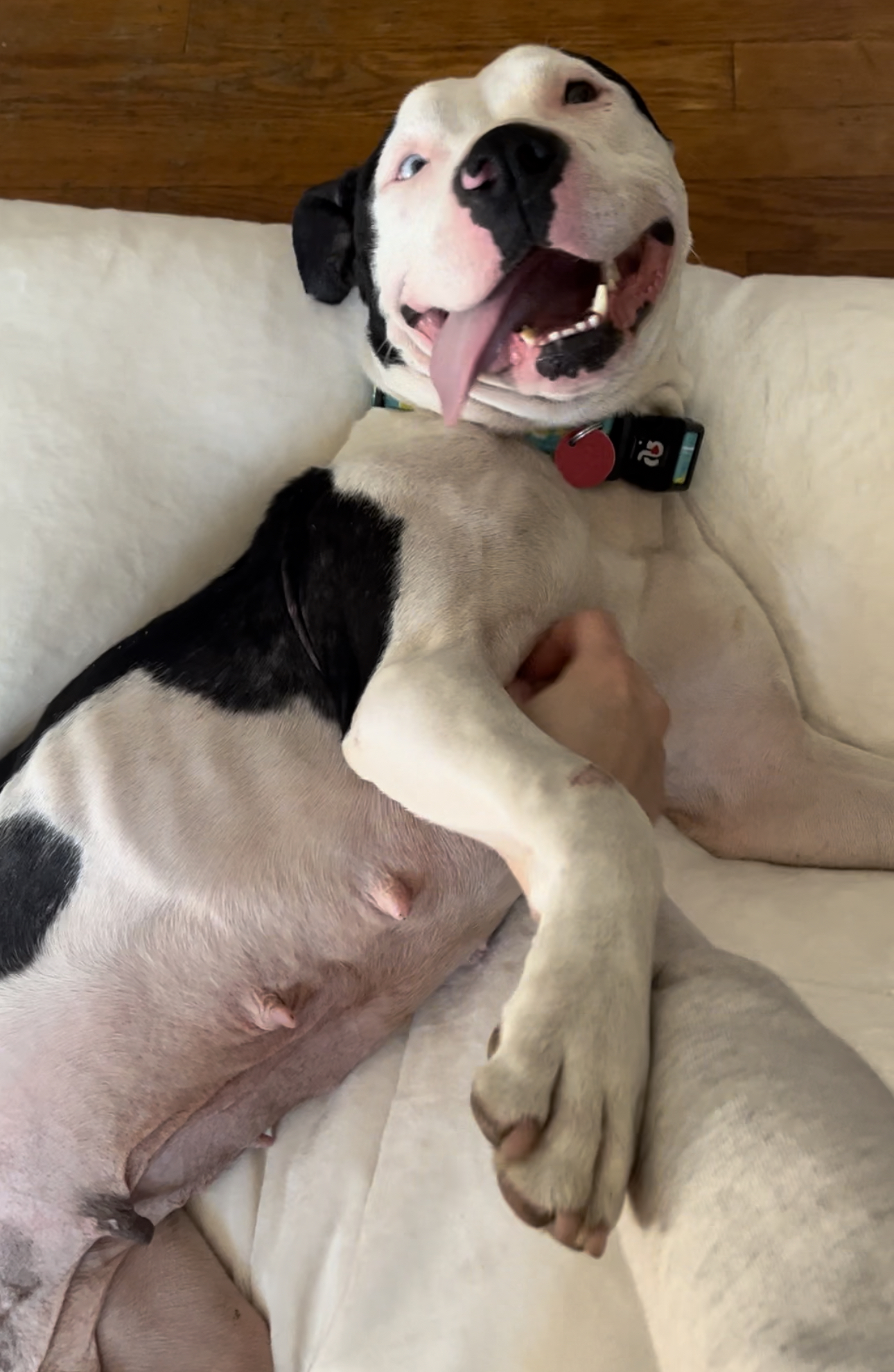 the dog lies on the bed and enjoys being petted