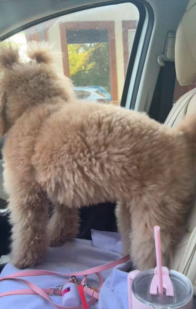 the dog looks out the window