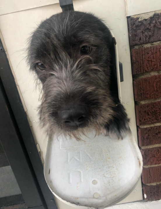 the dog looks through the hole