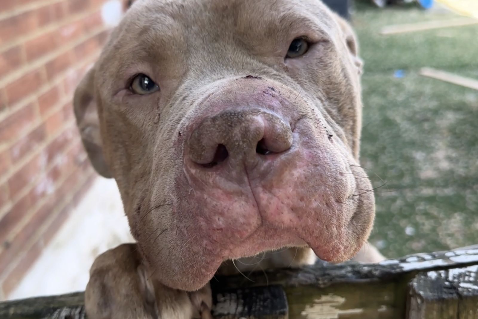 the dog put its paw on the fence
