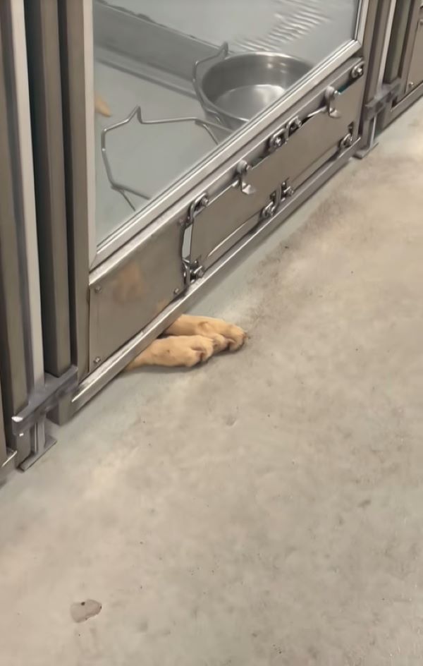 the dog put its paws through the door