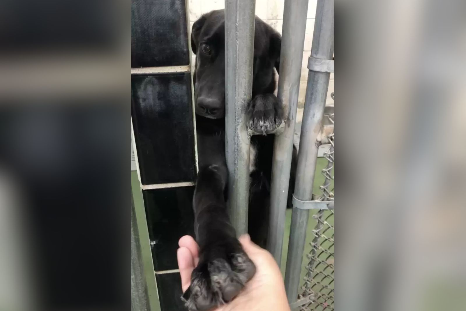 the dog puts its paw through the fence