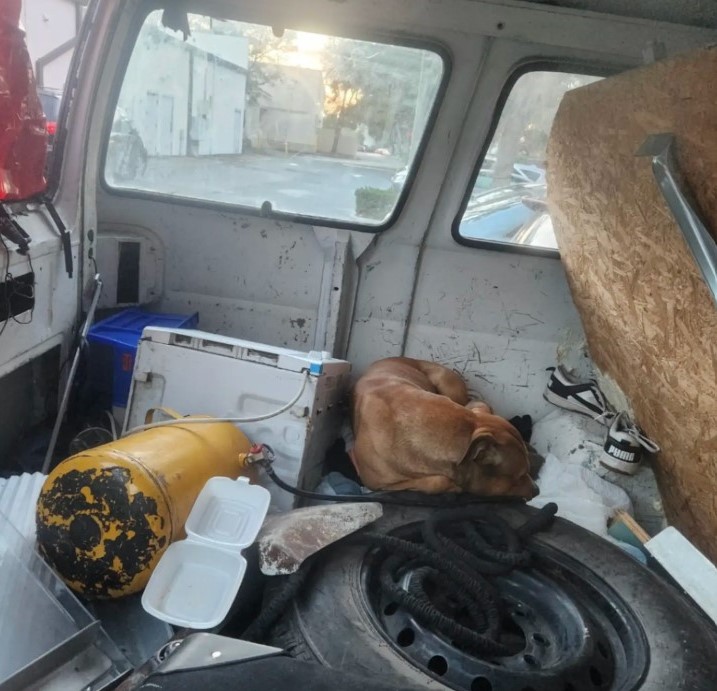 the dog sleeps in the van on things