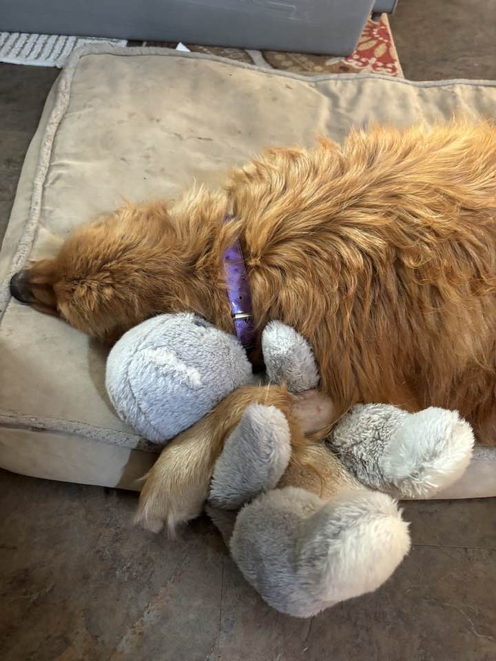 the dog sleeps with a teddy bear
