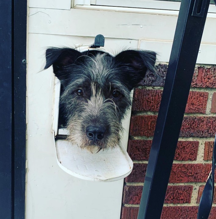 the dog stuck its head through the mail slot