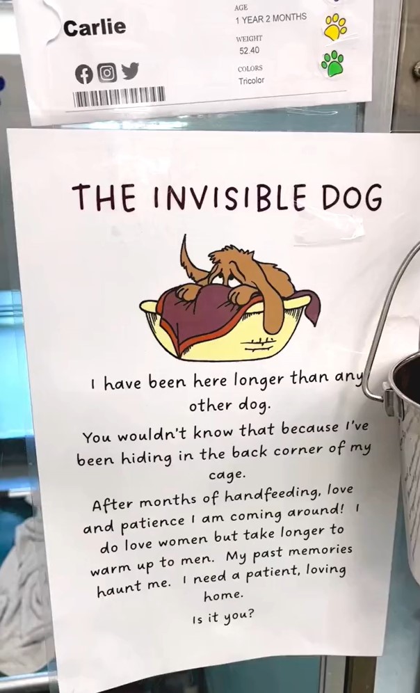 the ivesible dog