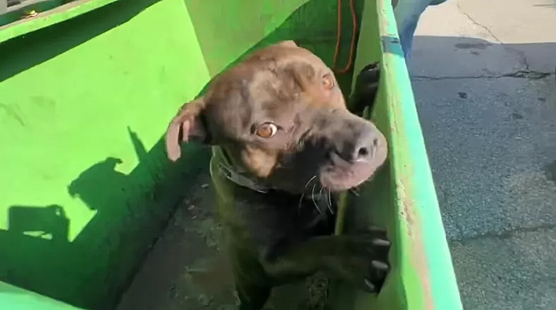 the pitbull stands on its hind legs in the container