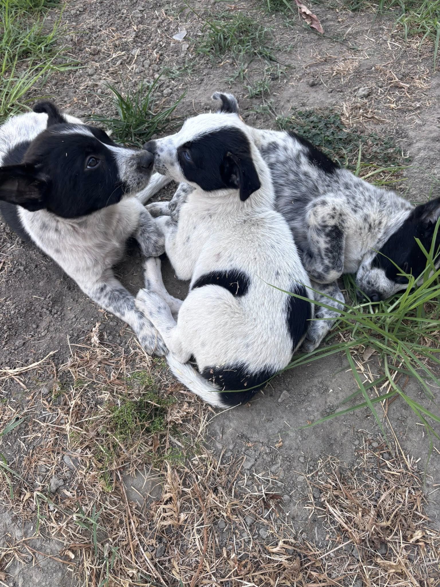three black and white dogs