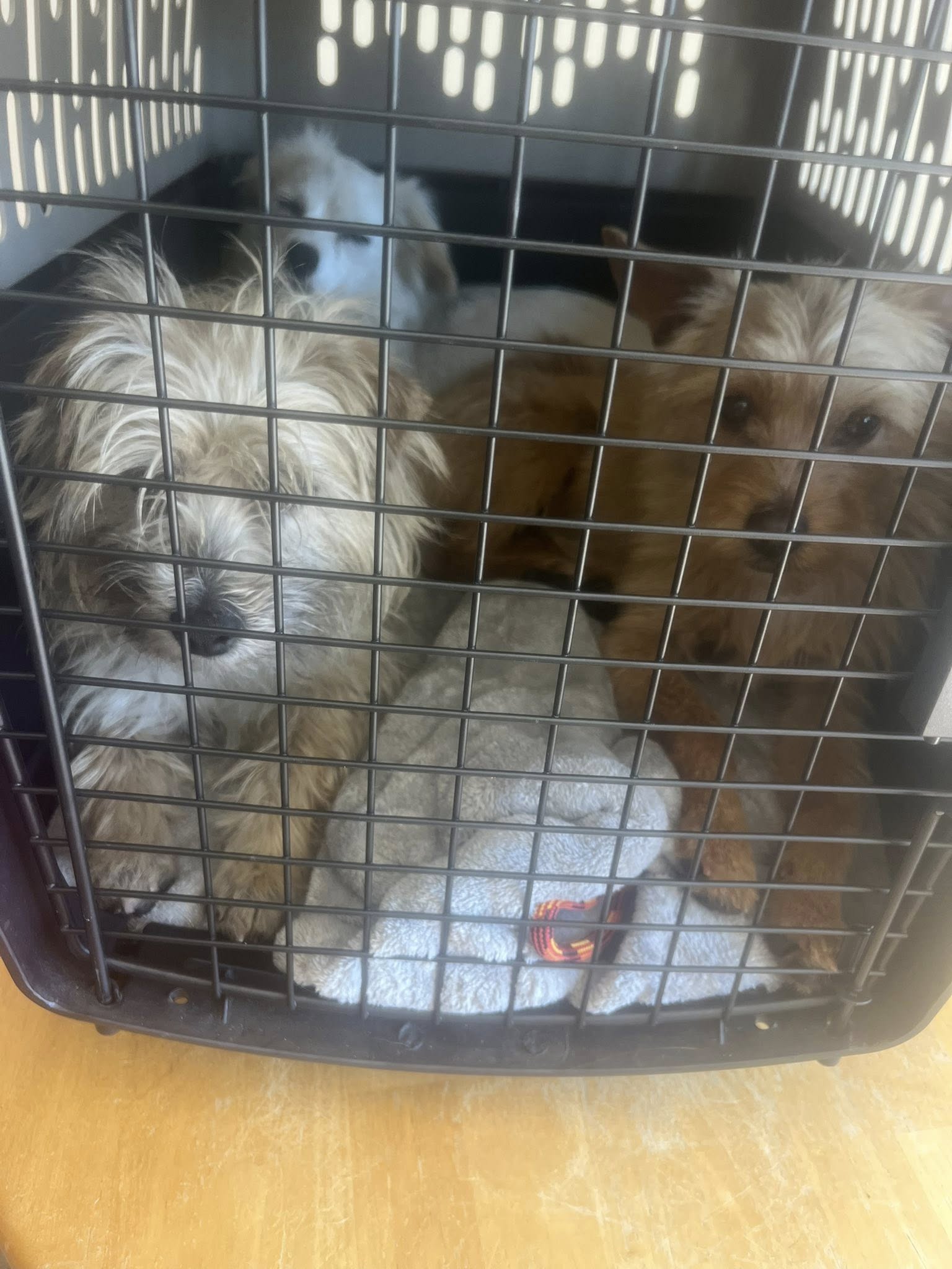 three dogs in crate