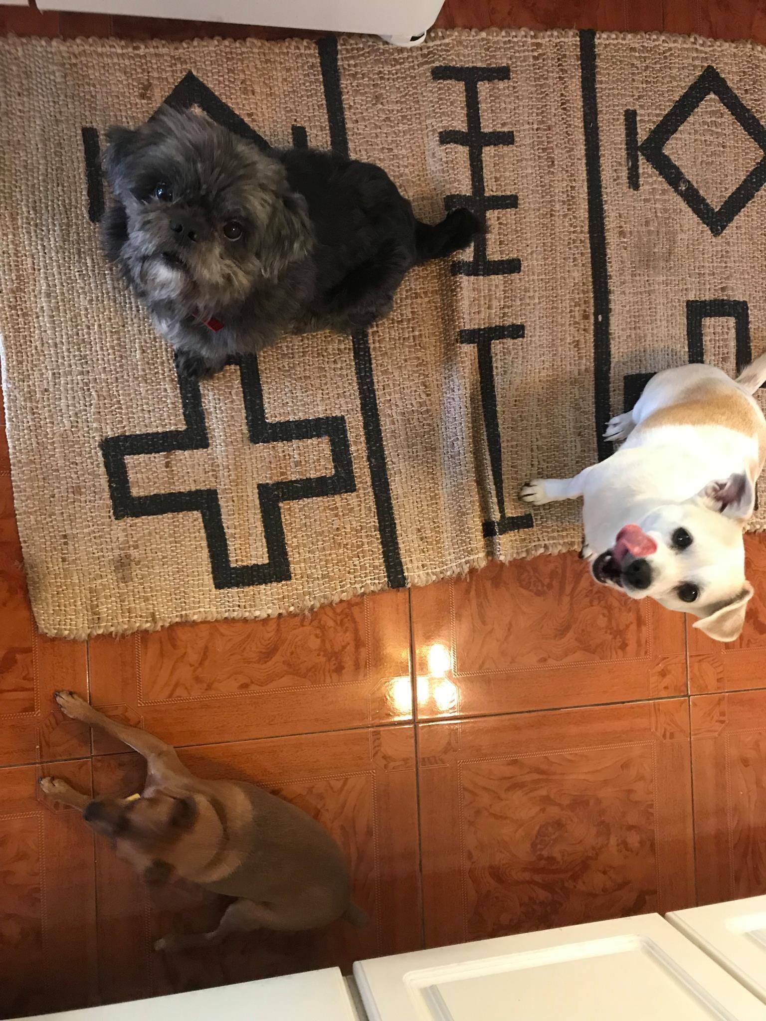 three dogs in house