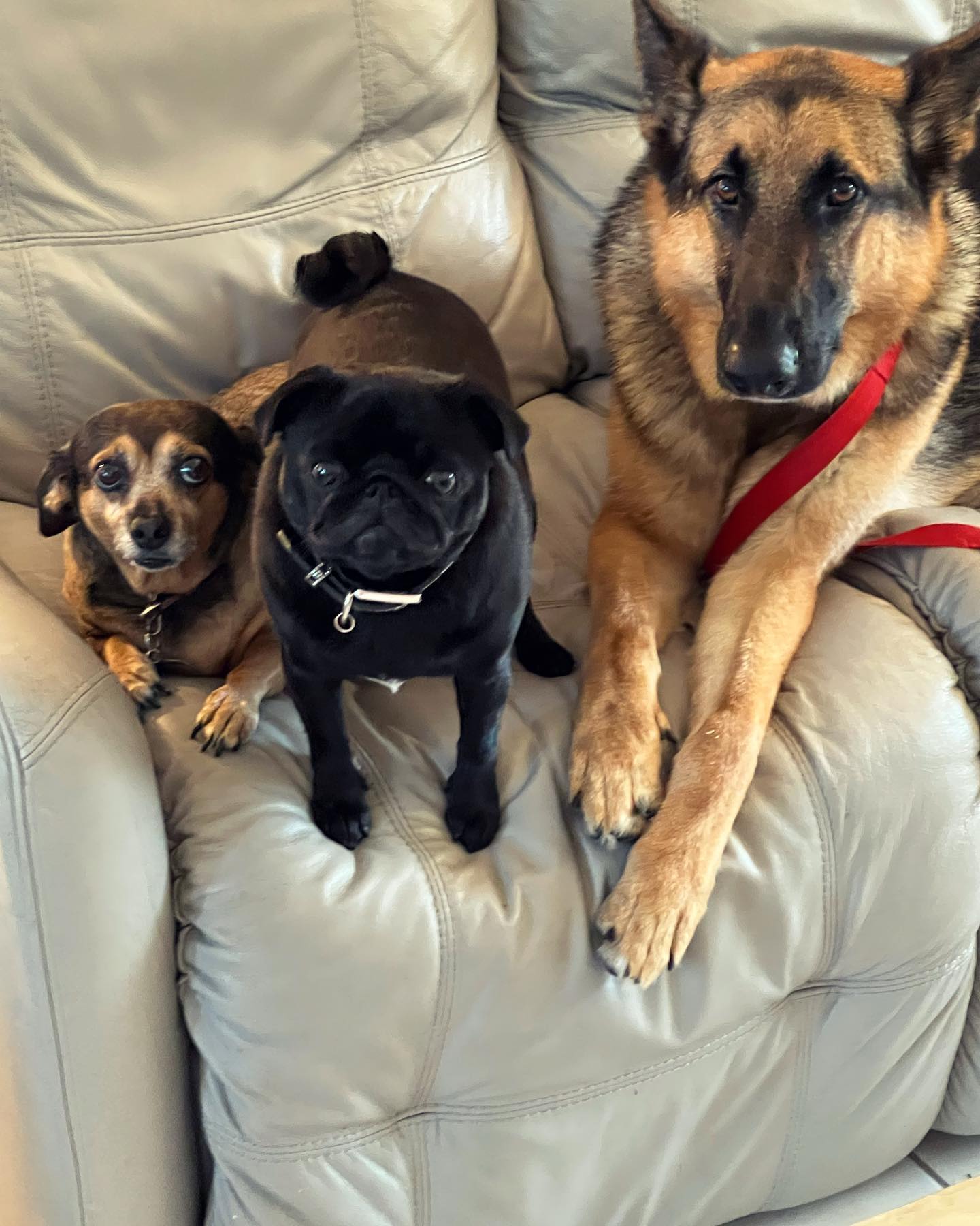 three dogs on couch