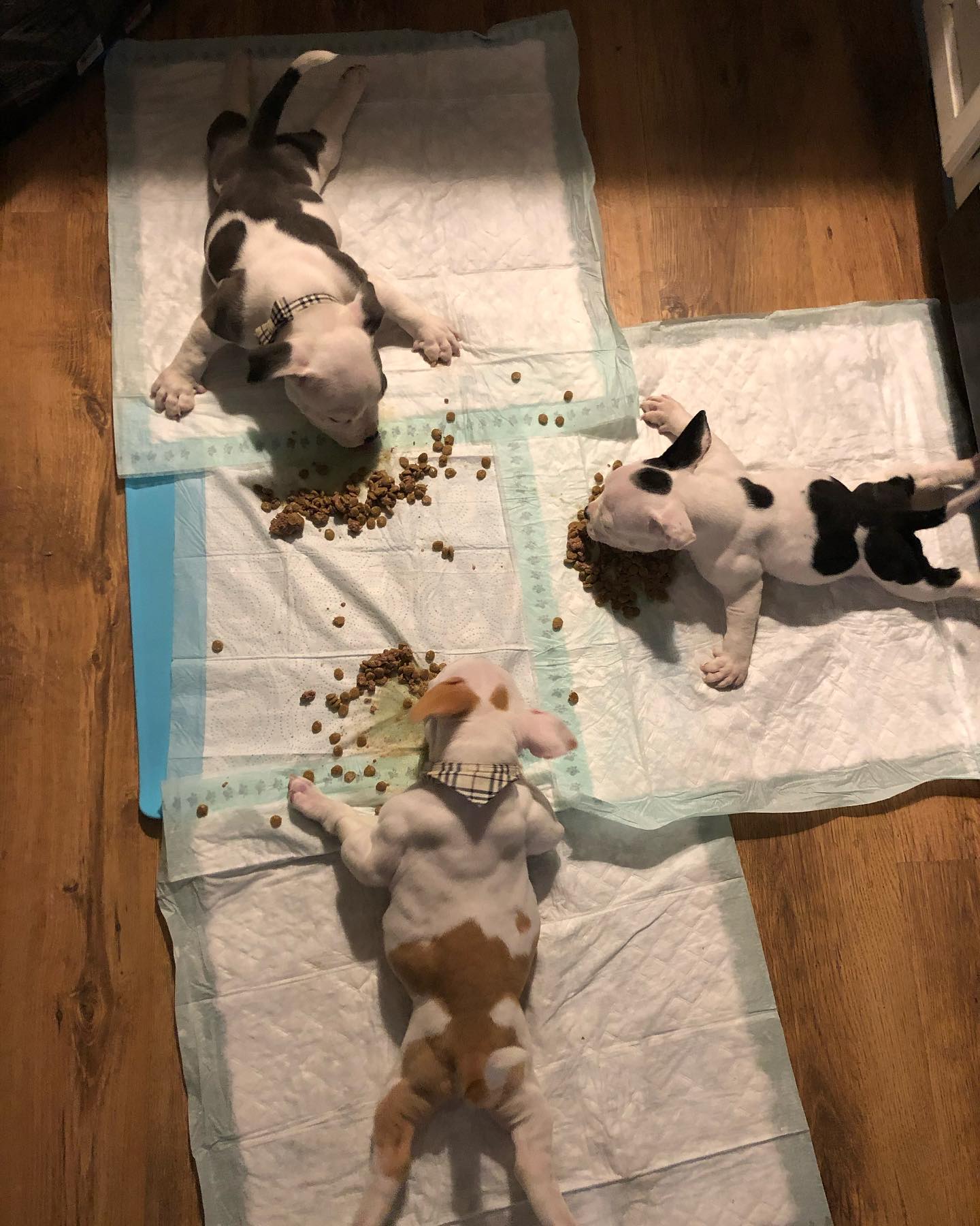 three injured puppies