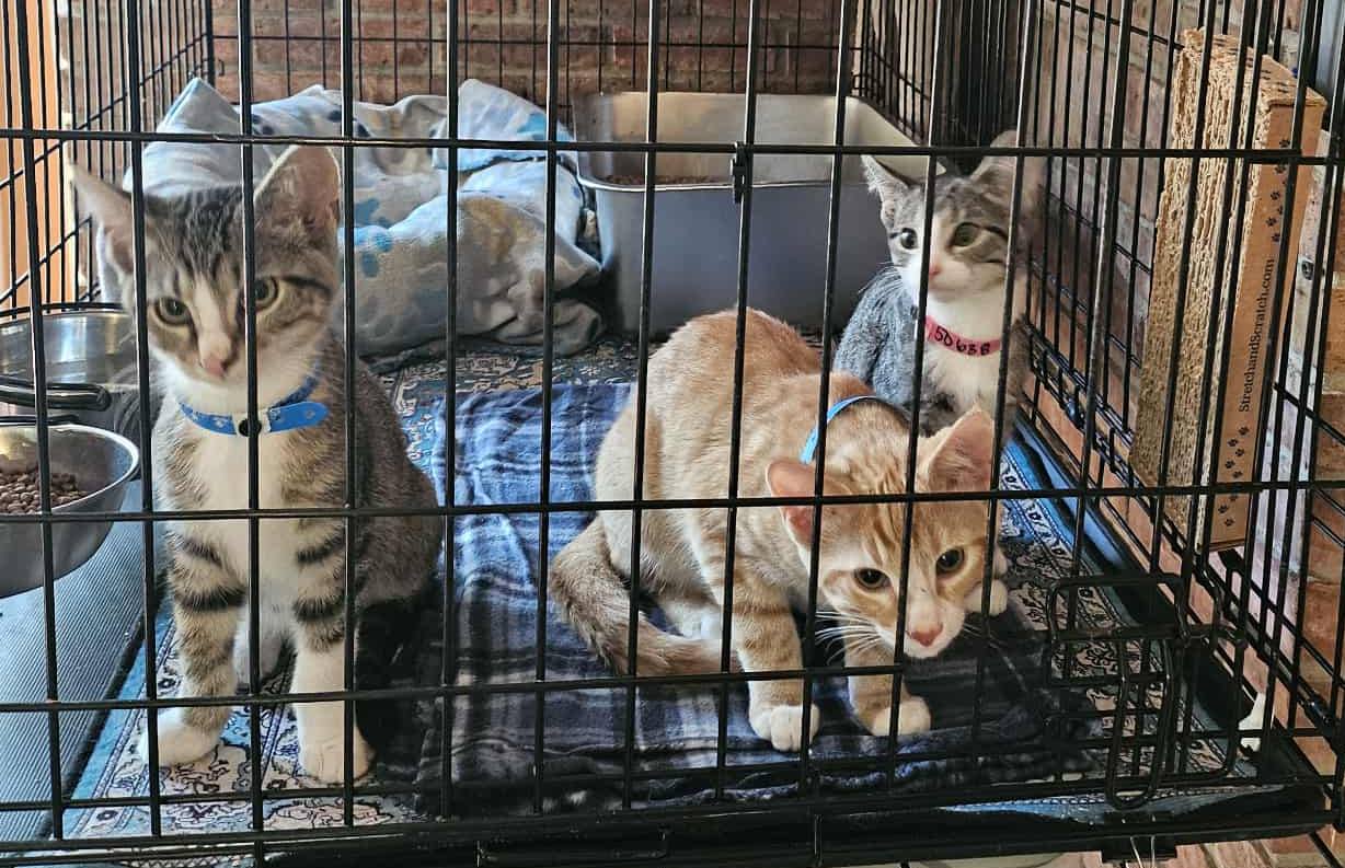 three kittens in crate