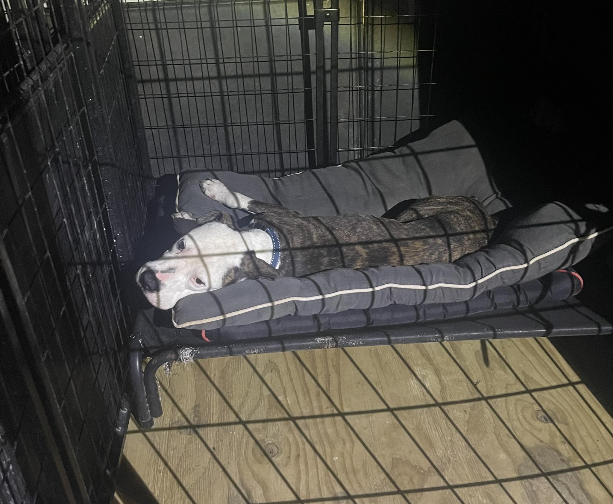 three legged dog laying down